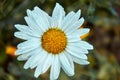 Beautiful daisies close-up in nature Royalty Free Stock Photo