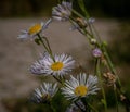 Beautiful daisies in different stages of flowering