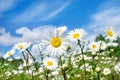 Beautiful daisies in the field