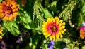 Beautiful daisies in the garden