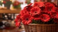 Beautiful Daisies and Gerbera Flowers. Mothers day concept. Royalty Free Stock Photo