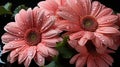 Beautiful Daisies and Gerbera Flowers. Mothers day concept.
