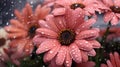 Beautiful Daisies and Gerbera Flowers. Mothers day concept.