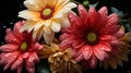 Beautiful Daisies and Gerbera Flowers. Mothers day concept. Royalty Free Stock Photo