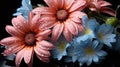 Beautiful Daisies and Gerbera Flowers. Mothers day concept. Royalty Free Stock Photo