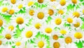 Beautiful daisies on an green background Royalty Free Stock Photo