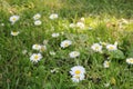 beautiful daisies in green grass closeup in springtime