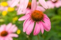 Beautiful daisies growing in the garden. Gardening concept, close-up. The flower is pollinated by a bumblebee.