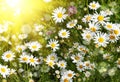 Beautiful daisies illuminated by the sun Royalty Free Stock Photo