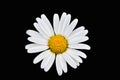 Beautiful Daisies isolated top view