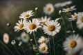 Beautiful daisies in the meadow. Chamomile field.