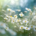 Beautiful daisies in the meadow on a sunny day