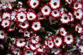 beautiful daisies with red and white petals