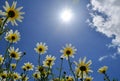Beautiful daisies under the intense sun Royalty Free Stock Photo