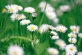 Beautiful daisies in spring green grass Royalty Free Stock Photo