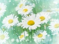Beautiful daisies Royalty Free Stock Photo