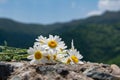 Beautiful daisies. Summer in the mountains
