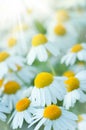 Beautiful daisies in the sun Royalty Free Stock Photo