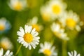 Beautiful daisies in the sun close-up, a place to write Royalty Free Stock Photo