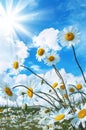 Beautiful daisies in the sun Royalty Free Stock Photo