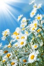 Beautiful Daisies Royalty Free Stock Photo