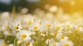 Beautiful daisies under the sun Royalty Free Stock Photo