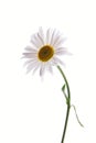 Beautiful daisy Royalty Free Stock Photo