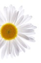 Beautiful daisy Royalty Free Stock Photo
