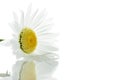 Beautiful daisy Royalty Free Stock Photo