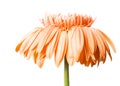 Beautiful daisy Royalty Free Stock Photo