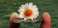 Beautiful Daisy Asteraceae, small flower, close up Royalty Free Stock Photo