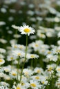 Beautiful daisy in bloom among many other daisies in a flower meadow Royalty Free Stock Photo