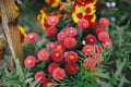 Beautiful daisy blooming in english cottage garden. Close up of red marguerite flower. Floral wallpaper. Homestead lifestyle and Royalty Free Stock Photo