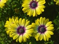 Beautiful daisy bushes in the park