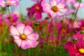 Beautiful daisy or Cosmos bipinnata Cav Royalty Free Stock Photo
