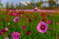 Beautiful daisy or Cosmos bipinnata Cav horizontal composition Royalty Free Stock Photo