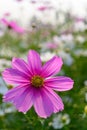 Beautiful daisy or Cosmos bipinnata Cav close up vertical composition Royalty Free Stock Photo