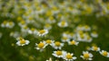 Beautiful daisy field closeup Royalty Free Stock Photo