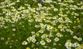 Beautiful daisy field closeup Royalty Free Stock Photo