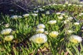 Beautiful Daisy Fleabane Blooming in the grass in San Diego. Seaside Fleabane or Seaside Daisy, Erigeron glaucus plant. Royalty Free Stock Photo