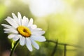 Beautiful daisy flower Royalty Free Stock Photo