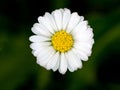 Beautiful daisy flower