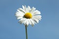 Beautiful daisy flower against blue sky outdoors, closeup view Royalty Free Stock Photo