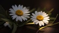 Beautiful Daisy flower or Bellis perennis L, or Compositae blooming in the park during sunlight
