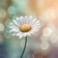 Beautiful daisy flower with bokeh background, macro shot