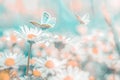 Beautiful daisy flower, butterfly on wild field close-up. Soft focus macro nature background. Delicate pastel toned image. Spring Royalty Free Stock Photo