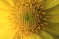 Beautiful daisy flower close up,macro photography