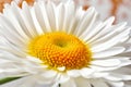 Beautiful daisy flower close-up on a white background