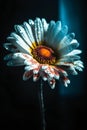 Beautiful daisy flower with dew drops on a dark background