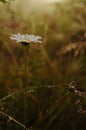 Daisy flower in droplets of dew early in the morning. Royalty Free Stock Photo